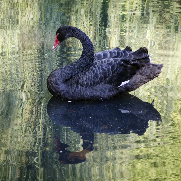 Balck swan — Stock Photo, Image