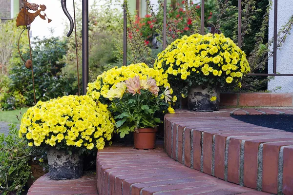 Autumn flowers on doorsteps — Stock Photo, Image