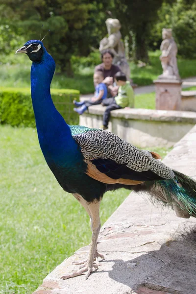 Pavo real y la familia en un jardín — Foto de Stock