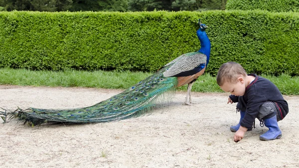 Chidl adn peacock in garden — Stock Photo, Image
