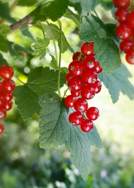 Redcurrant fruit — Stock Photo, Image