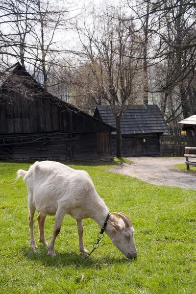 Goat at farm — Stock Photo, Image