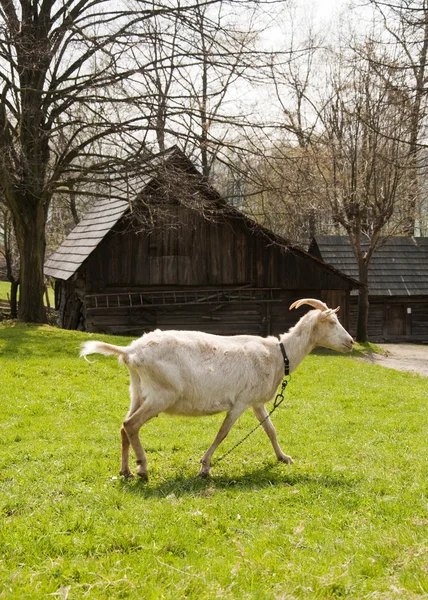 Keçi çiftliğinde — Stok fotoğraf
