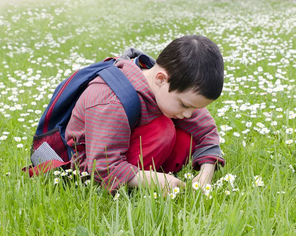 Child picking daises — Stock Photo, Image
