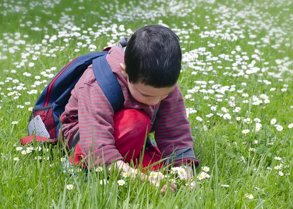 Child picking daises — Stock Photo, Image