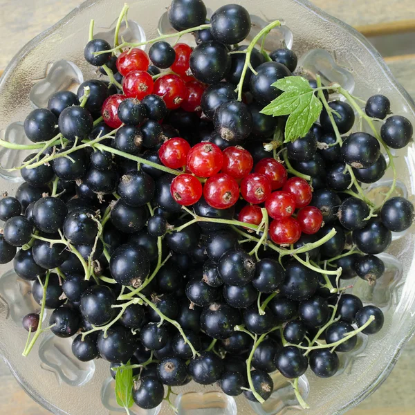 Kırmızı ve Siyah frenk üzümü — Stok fotoğraf