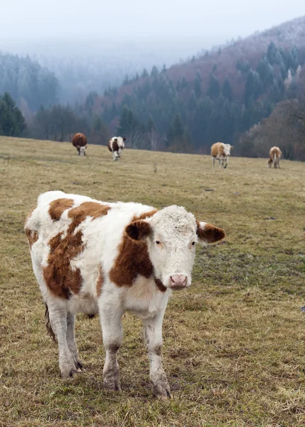 Krávy na pastvině — Stock fotografie