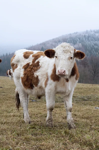 Krávy na pastvině — Stock fotografie