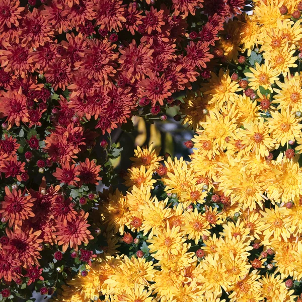 Flores de crisântemos — Fotografia de Stock