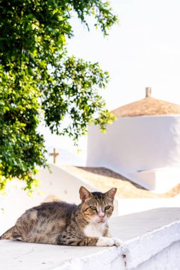 Yunanistan 'da eski bir kasaba veya köyün duvarında dinlenen kedi, arka planda tipik bir ortodoks kilisesi.