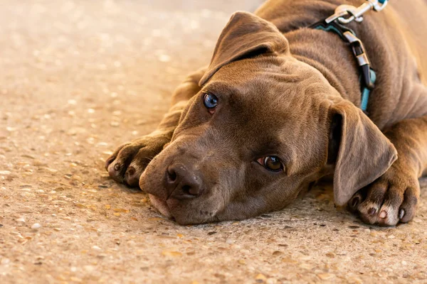 Πορτρέτο Ενός Χαριτωμένου Σκύλου Pittbull Μάτια Διαφόρων Χρωμάτων — Φωτογραφία Αρχείου