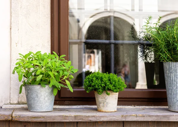 Green Herbs Sage Rosemary Thyme Growing Pots Window Sill Old — Stock Photo, Image