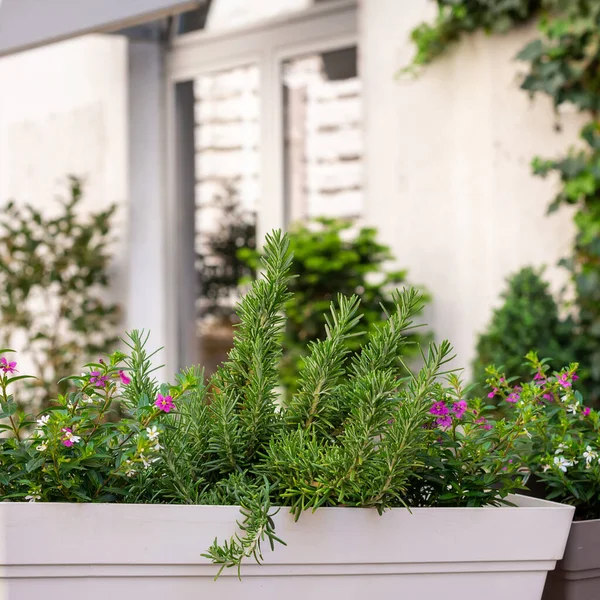 Ervas Verdes Alecrim Crescendo Pote Jardim Balkony Varanda Casa Fundo — Fotografia de Stock