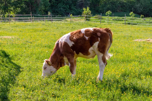 Junge Braune Und Weiche Kuh Oder Kalb Die Frühling Auf — Stockfoto