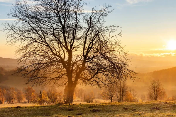 Paesaggio Autunnale Autunnale Con Albero Alla Luce Del Sole Dorata — Foto Stock