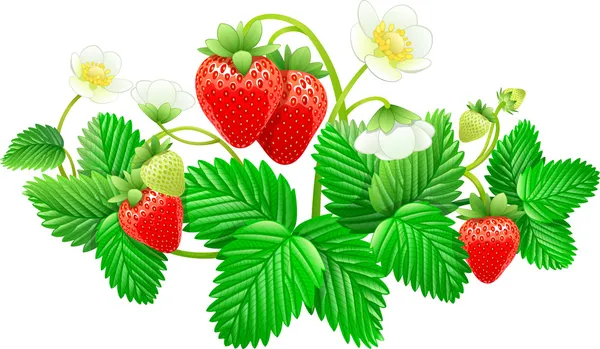 Erdbeeren Stockvektor