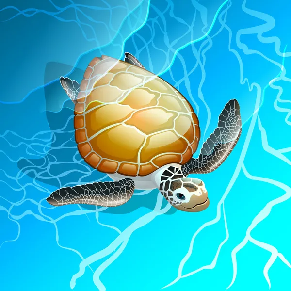 Sköldpadda Royaltyfria illustrationer