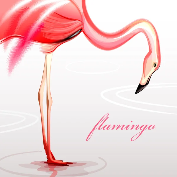Flamingo Ordförande Stockillustration