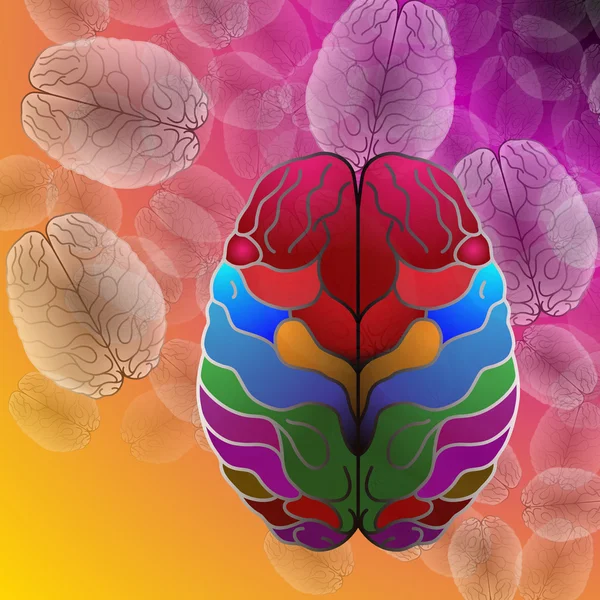 beyin, iki hemisferlerin, iki kardeş