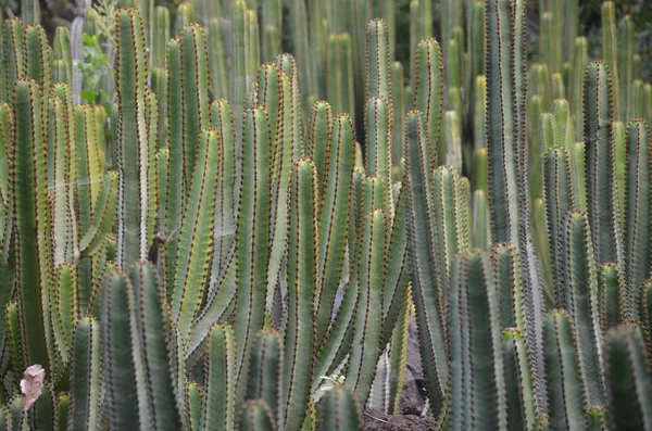 Plantas de cacto — Fotografia de Stock