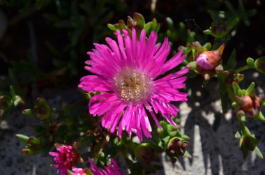pembe gerbera