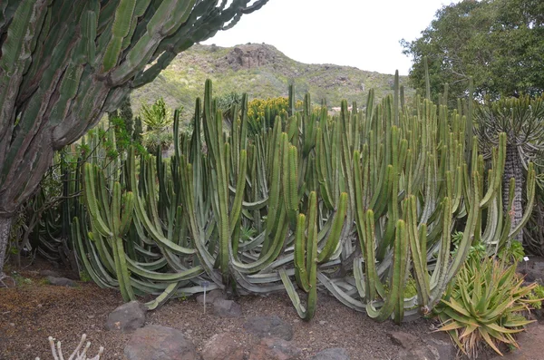 Kaktus im tropischen botanischen Garten iii Stockbild
