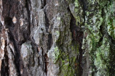 eski doku ağaç kabuğu