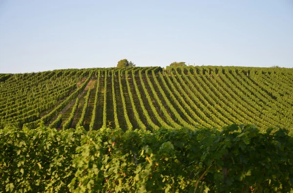 Winnice w pobliżu bodensee - Niemcy — Zdjęcie stockowe