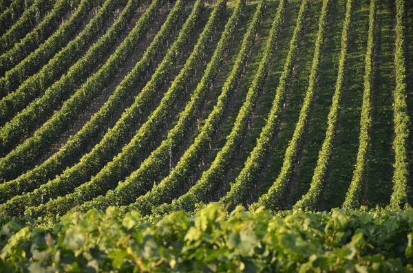 Weinberge am bodensee - deutschland lizenzfreie Stockbilder