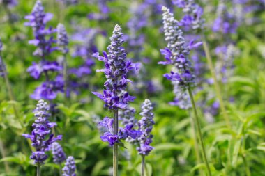 güzel mor kır çiçeği.