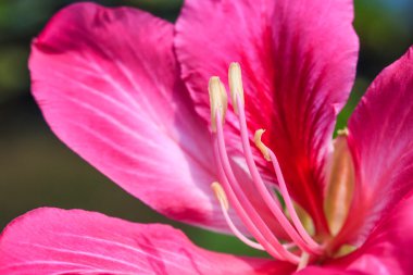 Kelebek ağacı, orkide ağaç, pembe bauhinia çiçek.