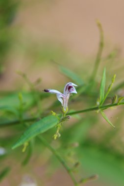 Bitter Herb also known as Andrographis paniculata Flower. clipart