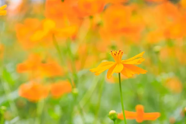 Cosmos Naranja, científico es Cosmos spp. . — Foto de Stock