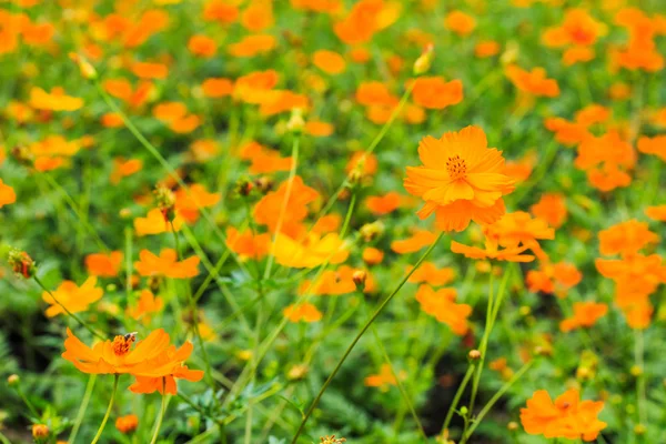 Cosmos Naranja, científico es Cosmos spp. . — Foto de Stock