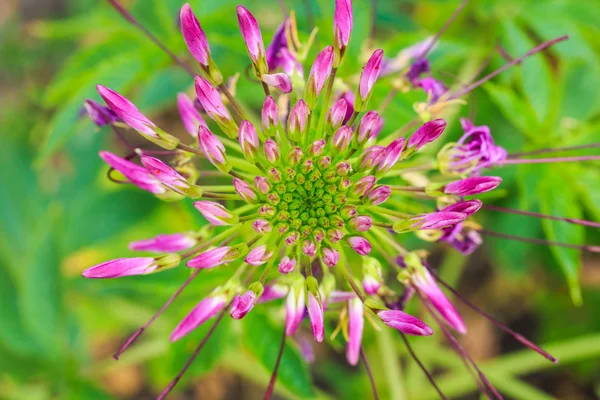 Cleome Spinosa Jacq, Spider Flower, Prickly Spider-Flower, Pink — стоковое фото