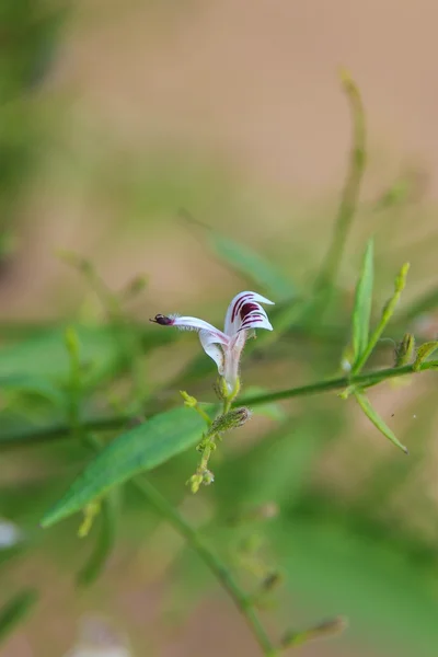 Hořká bylina také známý jako andrographis paniculata květ. — Stock fotografie