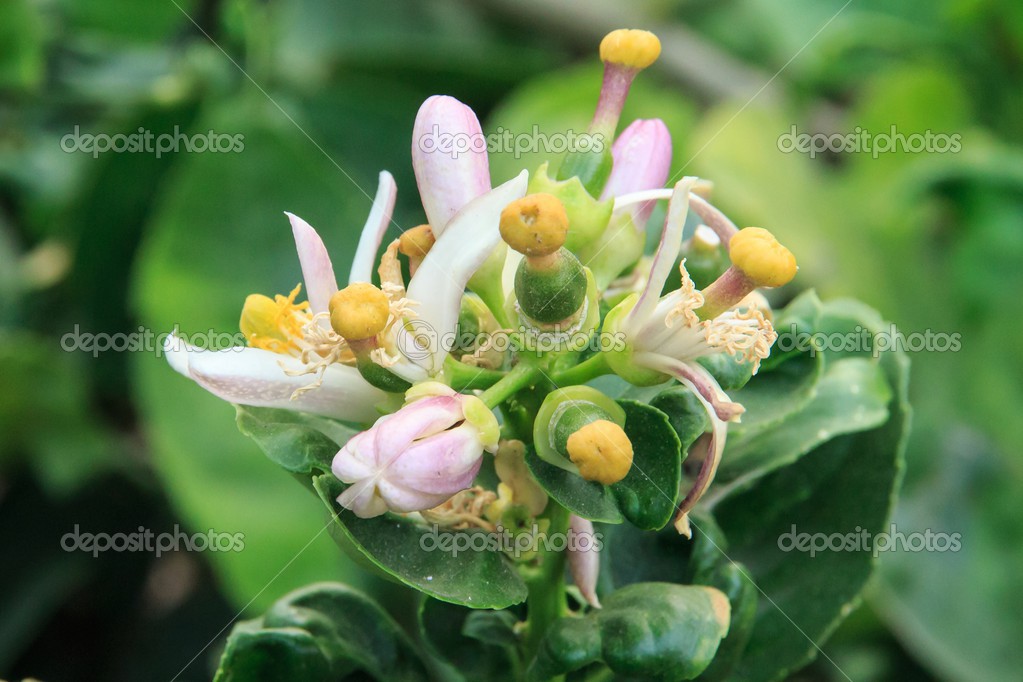 Lime Flowers. Stock Photo by ©itman47 40999807