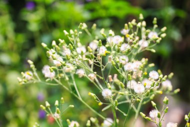 çiçekler daha az beyaz vernonia cinerea (l.).