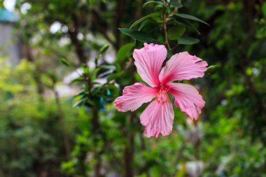 Hibiscus rosa sinensis. 