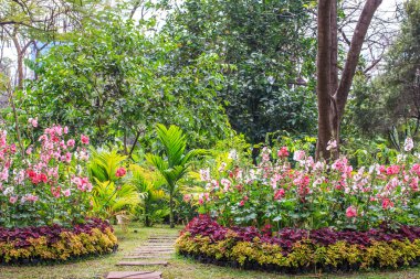 güzel Gül Fatma çiçek ve Bahçe taş yol.