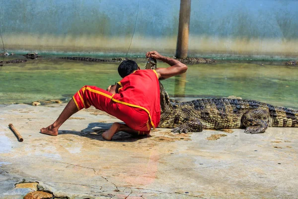 Show of Crocodile. — Stock Photo, Image