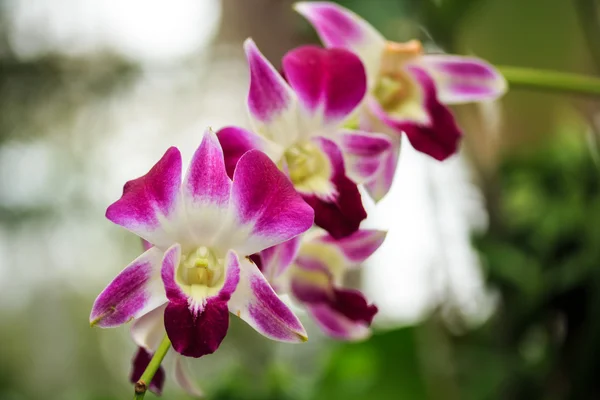 Beautiful Pink Orchid. — Stock Photo, Image