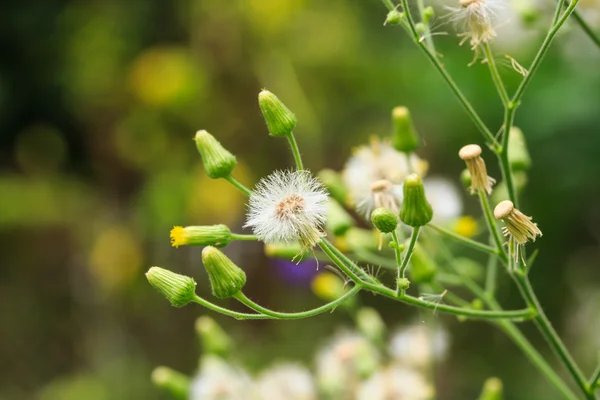 White Vernonia Cinerea (L.) Menos flores . — Foto de Stock