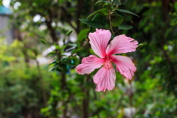 Hibiscus rosa sinensis. — Photo
