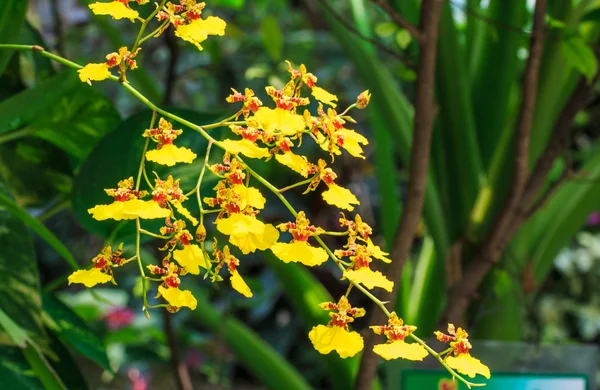 Oncidium Orchid Flowers. — Stock Photo, Image