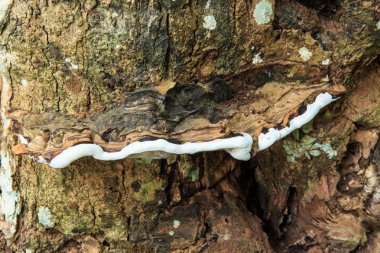 Turkey Tail Fungus (Trametes Versicolor). clipart