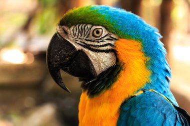 papağan Amerika papağanı güzel renkler.