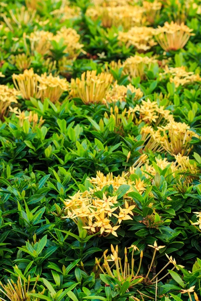 Gul ixora blomma. — Stockfoto