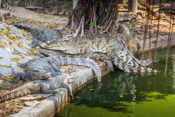 Mating of Caiman Crocodile. — Stock Photo, Image