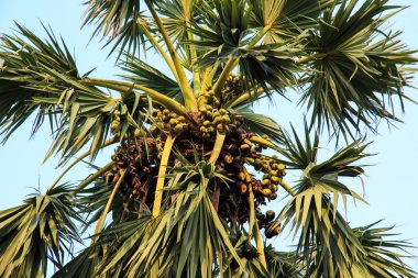 Borassus flabellifer, A da dahil olmak üzere birkaç ortak adlarıyla da bilinen